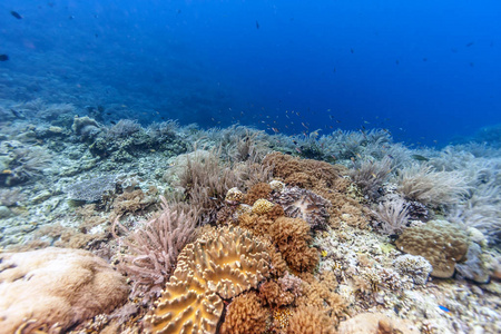 印度尼西亚巴厘岛海岸外的珊瑚礁