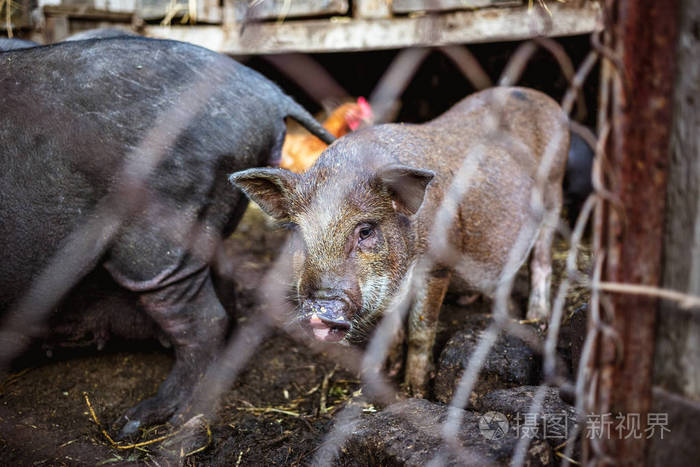 越南猪在农场的铁丝网后面