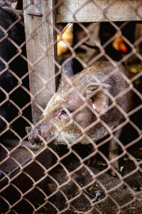 越南猪在农场的铁丝网后面图片