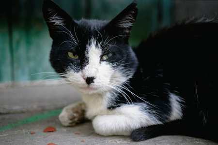 黑白猫尾巴图片