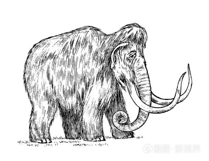 大长毛象灭绝的动物大象的祖先复古风格雕刻的手绘素描向量例证