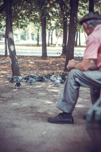 公园里的一位老人坐在长凳上喂鸽子