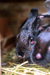 耳朵瘤带粘液瘤病的黑病兔子在笼子里.照片