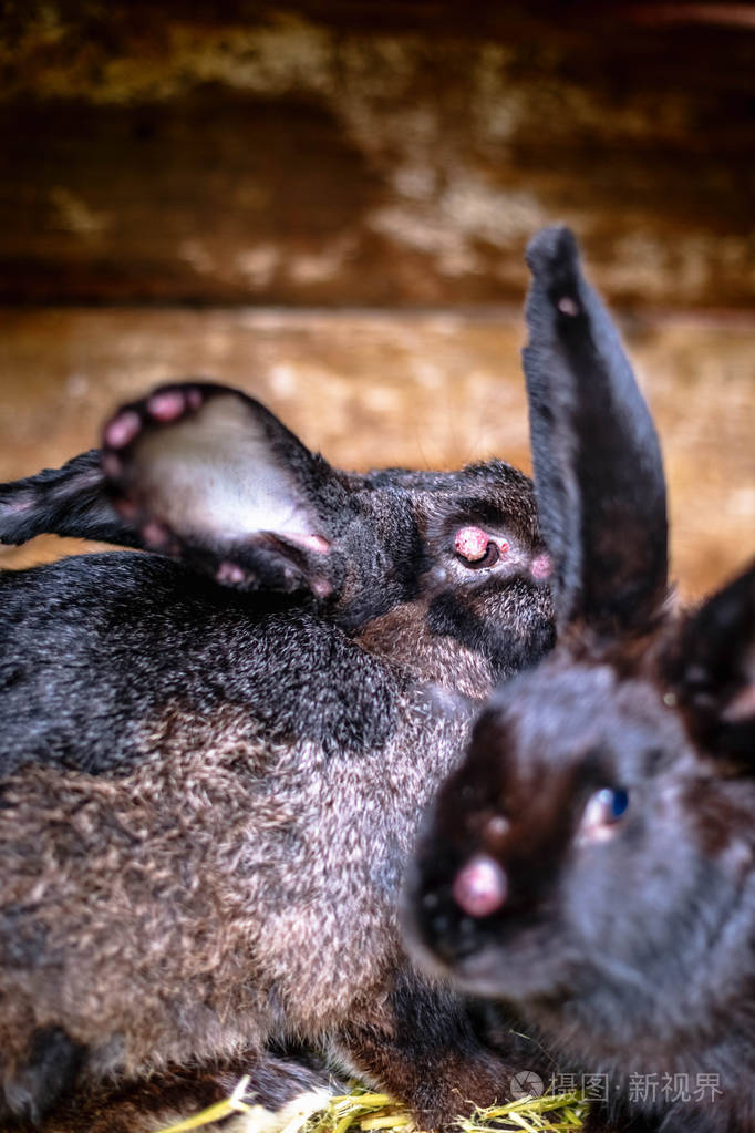 带粘液瘤病的黑病兔子在笼子里