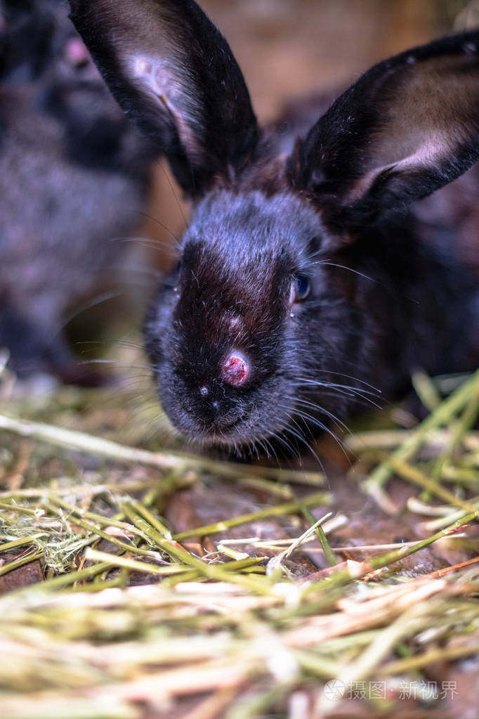 带粘液瘤病的黑病兔子在笼子里