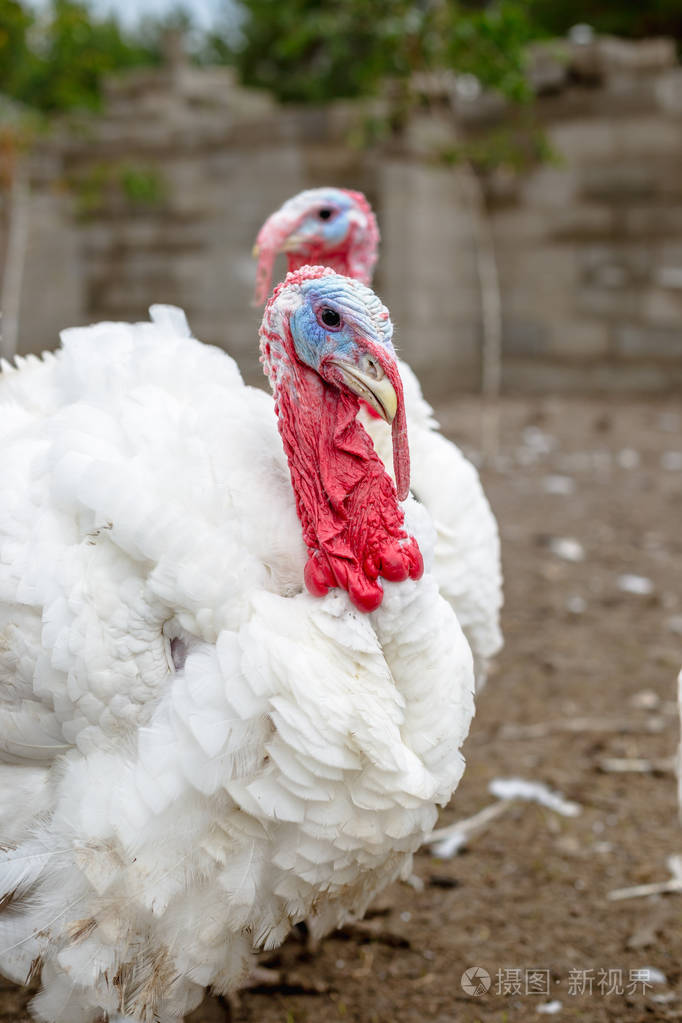 火鸡在农场繁殖火鸡白色火鸡肖像农场里的一群火鸡牧场在农场里饲养