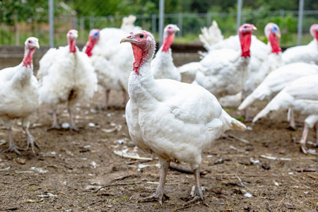 火鸡在农场繁殖火鸡。 白色火鸡肖像。 农场里的一群火鸡。 牧场在农场里饲养火鸡。