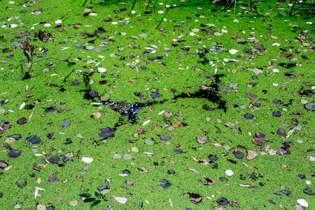 水上的绿萍.照片