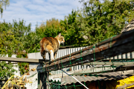 旧木栅栏上的农村红猫。