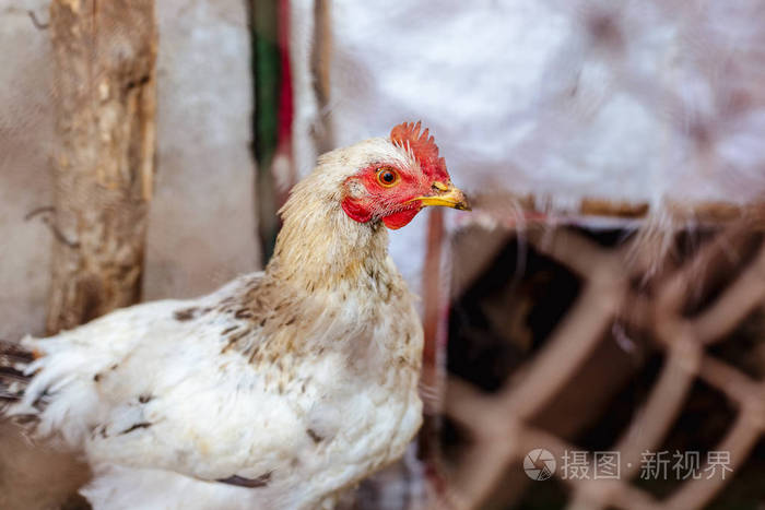 农场金属网后面的一只鸡的肖像