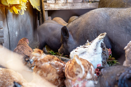 鸡鼻子在农场喂越南猪和鸡.照片