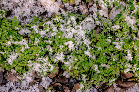 花园里的绿色欧芹被雪覆盖着