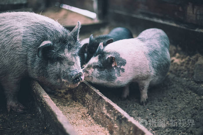 小猪从木槽里吃