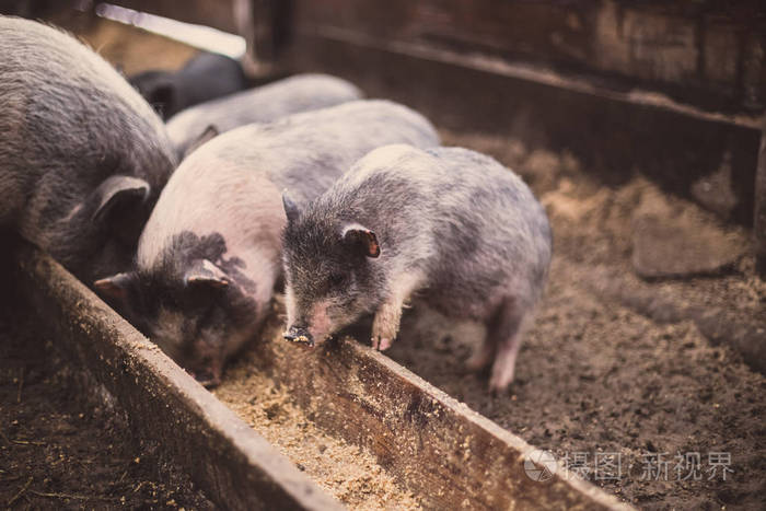 小猪从木槽里吃