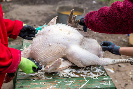 宰杀和采摘火鸡照片