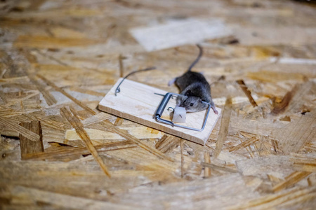 死老鼠在地板上的捕鼠器里