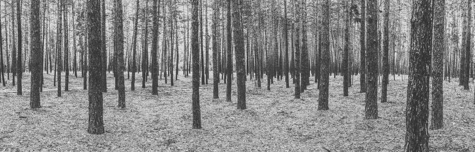 松林树木的单色全景图