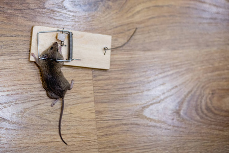 死老鼠在地板上的捕鼠器里照片