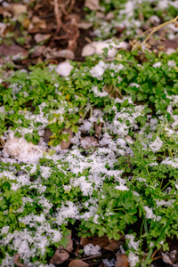 花园里的绿色欧芹被雪覆盖着