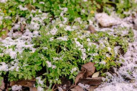 花园里的绿色欧芹被雪覆盖着