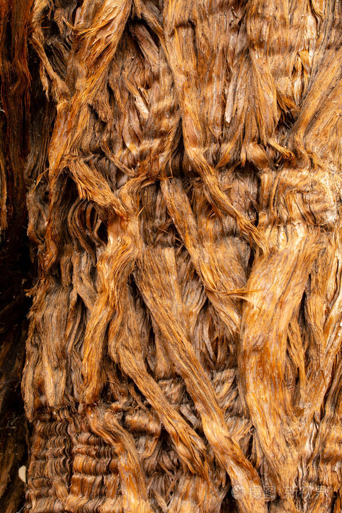 松树皮的树皮顶部的纹理或背景