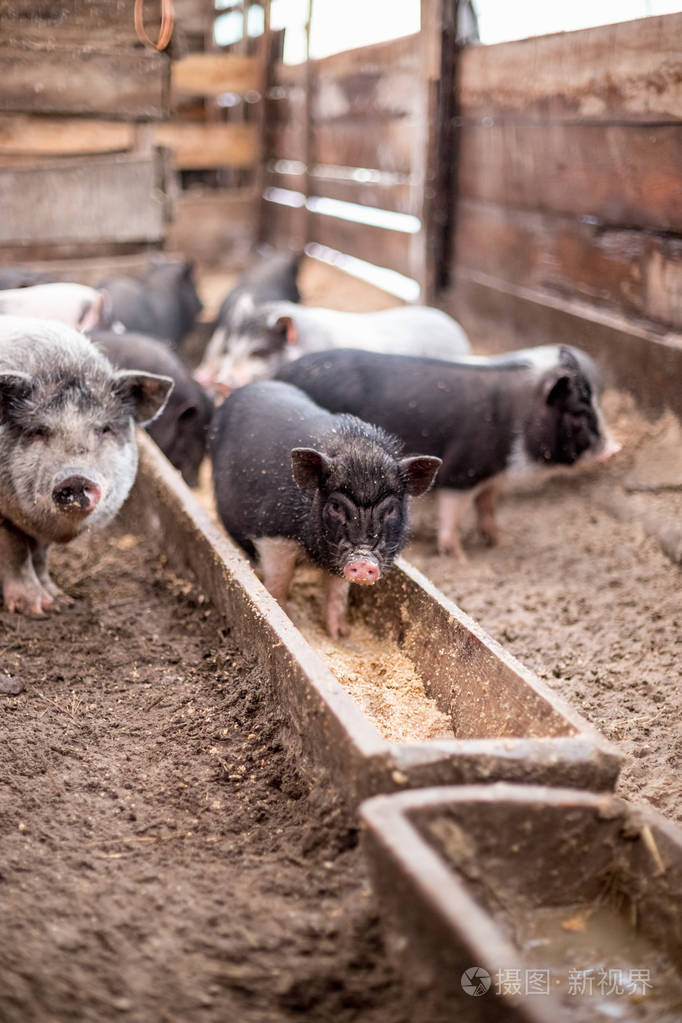 小猪从木槽里吃