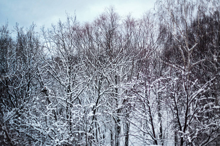 冬季景观。雪地里的树。霜冻的早晨。