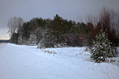 冬季景观。雪地里的树。霜冻的早晨。