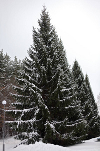 冬季景观。雪地里的树。霜冻的早晨。