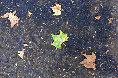 沥青背景上的绿叶。 秋季背景复制空间。