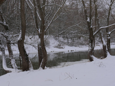 在冬天的河上，鸭子在薄冰上过冬