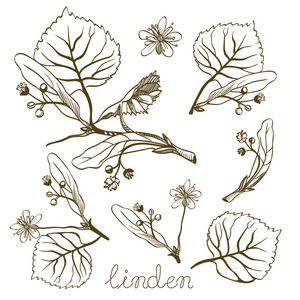 墨水林登草药插图。 矢量手绘植物素描风格。 适用于包装茶油化妆品等。