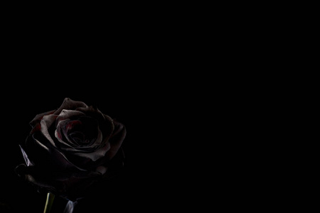 黑色背景上的黑色玫瑰。 文本空间。
