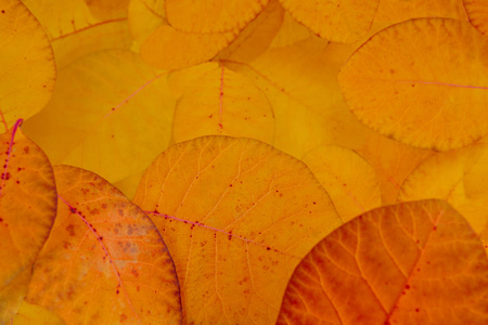 秋天在金色的色调上留下细节。 坠落纹理背景。 水平水平