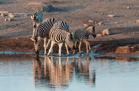 s zebra family with calf in Etosha national Park, Namibia wildli