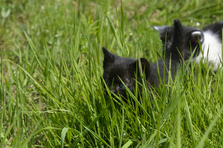 小猫正在草地上割草