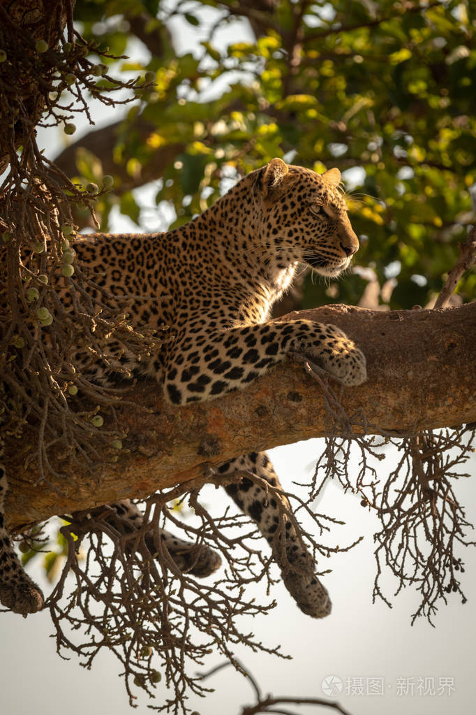 豹子躺着双腿悬在树枝上