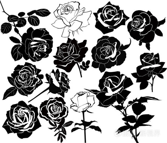 一组玫瑰花隔在白色背景上