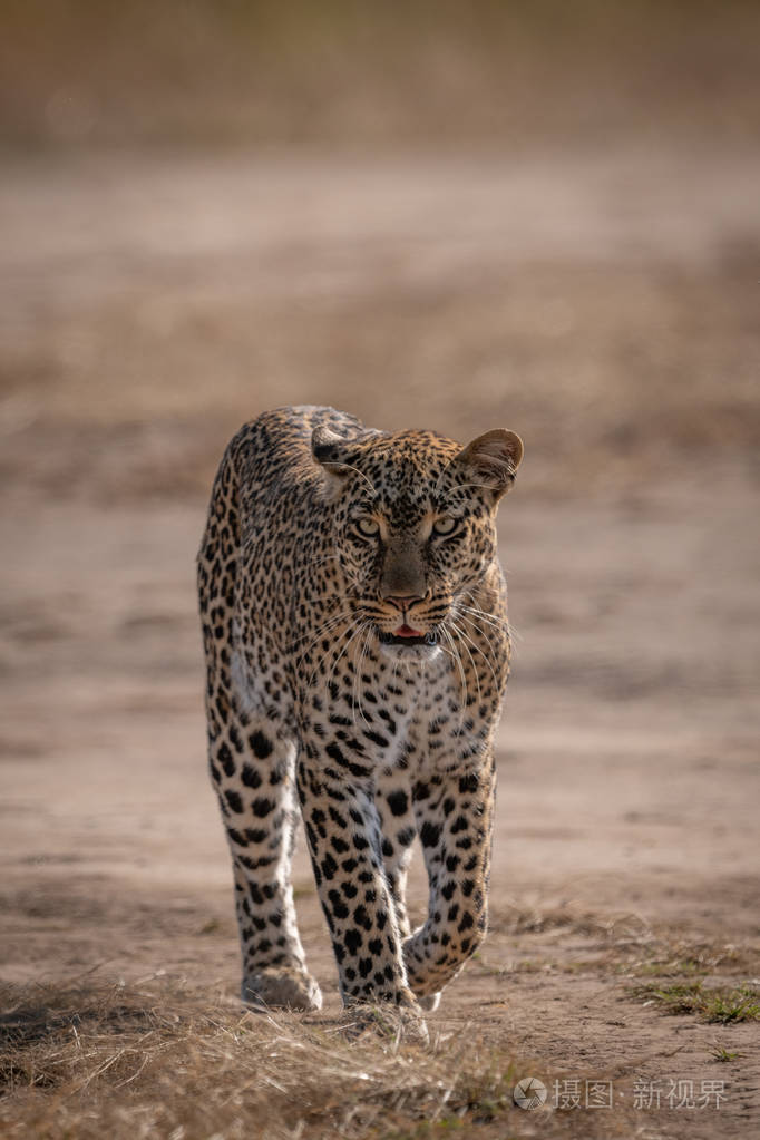 豹子朝镜头走去