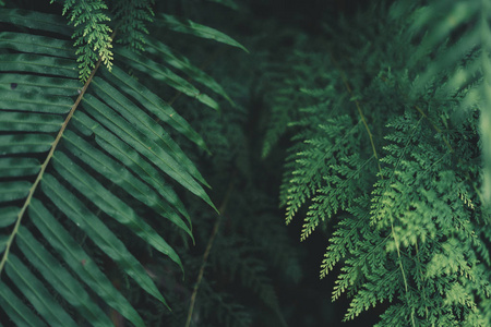 蕨类植物叶深绿色冷细叶