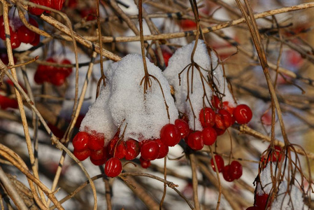 冬天花园里白雪皑皑的树枝上有一层红色的颤栗浆果