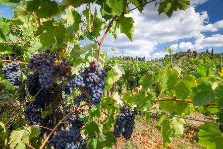钱安蒂2018年9月2018年9月在意大利钱安蒂托斯卡纳收获了托斯卡纳葡萄园景观，背景是一束红酒葡萄和特色城堡。