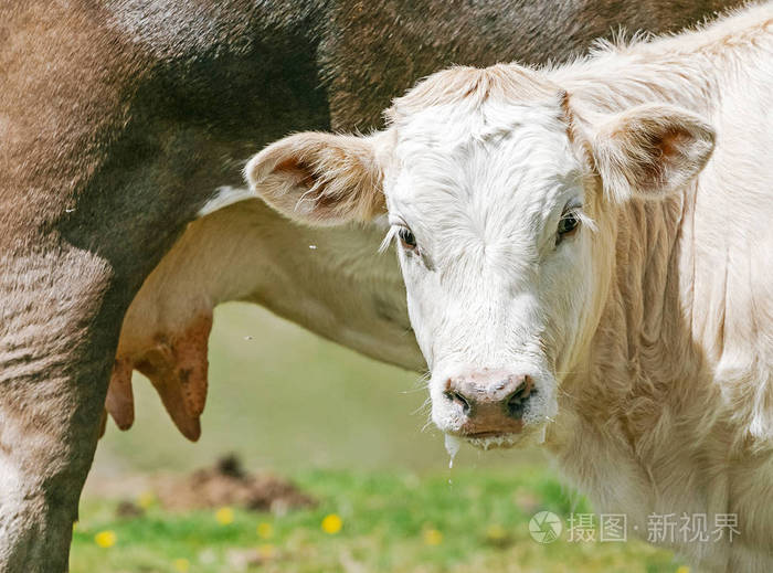 小牛正在喝母牛的牛奶