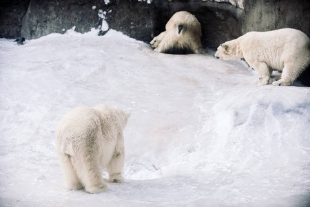 小北极熊早上玩耍