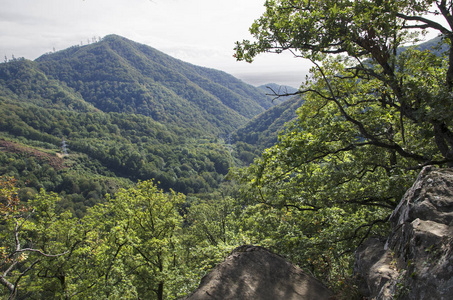 白种人山区的景观淹没在绿色植物中