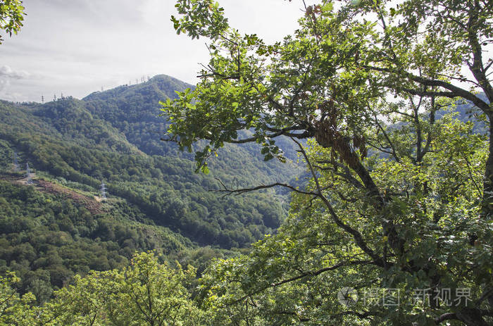 白种人山区的景观淹没在绿色植物中