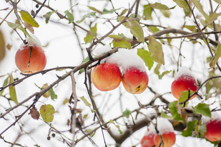 苹果树上的天空图片