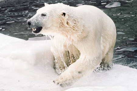 小北极熊早上玩耍