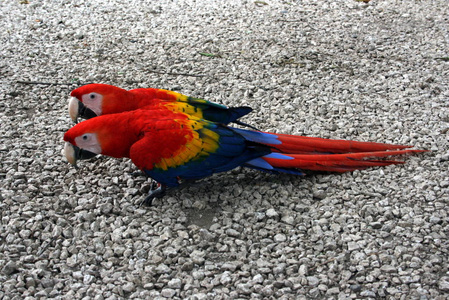 哥斯达黎加的两只鸟图片