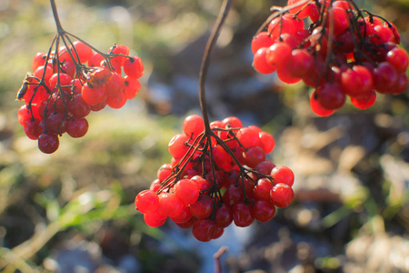 秋天花园里的红色振动枝。 一堆红色的颤音浆果在树枝上选择性聚焦。
